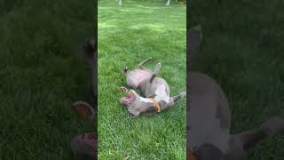Video preview image #1 American Pit Bull Terrier Puppy For Sale in Alexandria, VA, USA