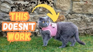 How to Choose the Right Cat Harness