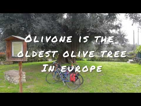 Olivone - the oldest tree in Europe