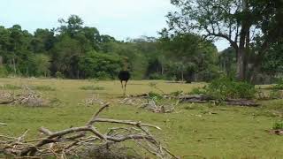 preview picture of video 'Cuba Safari 2019'