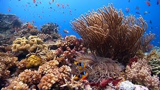 Reefscapes Natures Aquarium Video