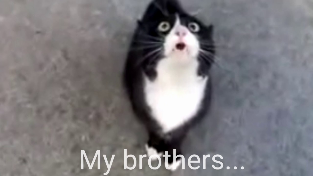 Cat Has War Flashbacks