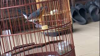 Download lagu Murai buluh Malaysia mp3 Download lagu Murai buluh Malaysia mp3