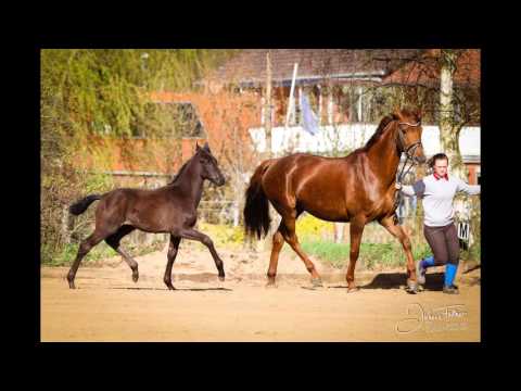 Stutfohlen von Fürsten Look - Rosentanz - Donnerhall