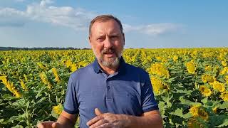 Tournesol hybride Patriot Plus | Image 2 - Agroline