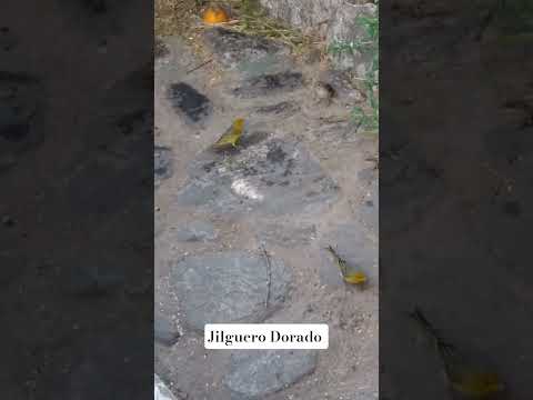 Jilguero Dorado.El macho es color amarillo intenso y la hembra es gris pardo.Los Molles.San Luis🇦🇷