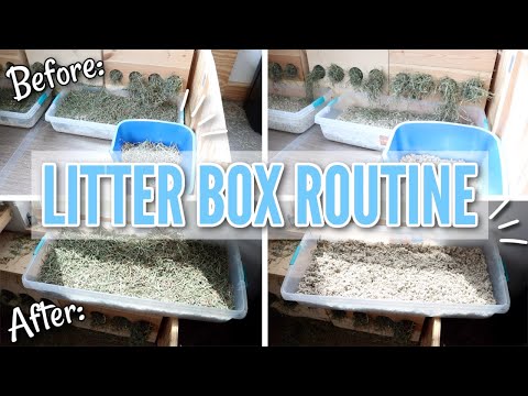 YouTube video about: How often should you clean rabbit litter box?