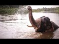 ELEPHANT Animal Sounds Elephant Trumpet