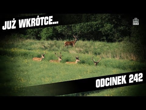 Darz Bór zapowiedź odcinka 242