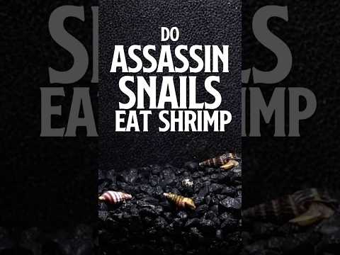 Do Assassin Snails Eat Shrimp | Assassin Snails