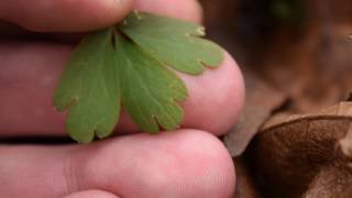 Winter Hike & Plants Of SPRING!?!?