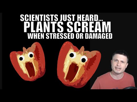 Scientists Heard Plants Produce Loud Screams When Damaged! #teamtrees