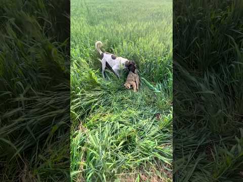 Aaj भेड़िया 🐺 Ko मार Diya 😢🐶 #vlog43 #minivlog #shortsfeed #forest #WolfAttack