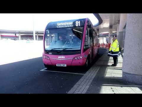 ride the little pinks 81 3