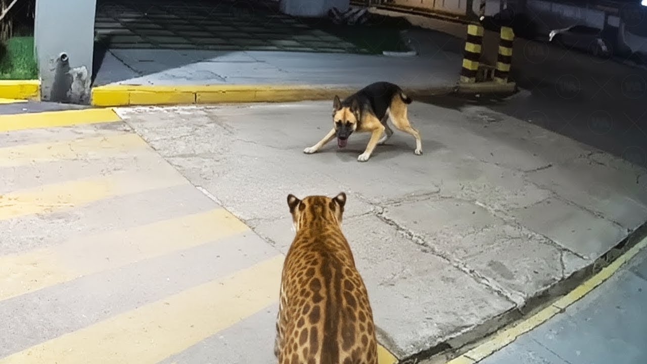 Cuando Una Mascota Sabe Cómo Hablar Con Los Animales Salvajes