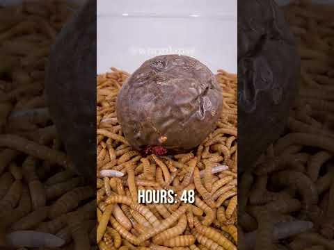 10 000 Mealworms vs. PASSION FRUIT