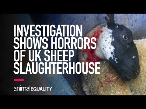download lagu mp3 mp4 How Old Are Lambs When They Are Killed, download lagu How Old Are Lambs When They Are Killed gratis, unduh video klip How Old Are Lambs When They Are Killed