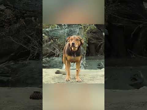 🐕❤️ Il Cane e il Puma: Un’Amicizia Incredibile! 🐆🥹