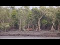 Royal Bengal Tiger Roaring At Sundarban Jungles