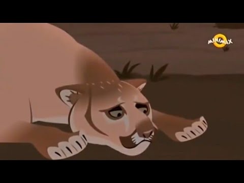 Braca Kret - Potraga za Floridskim Panterom