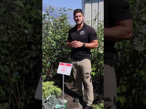 Autumn Brilliance Serviceberry