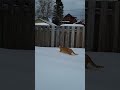 Orange Cat Behaviour In Knee Deep Snow Stays Nice And Fluffy On Top