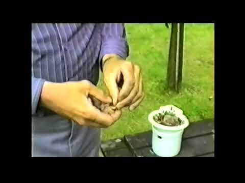 Breeding British Birds Mules & Hybrids.