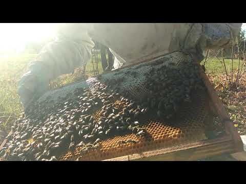 Проседание семей. Масштабный эксперимент. Зимовка пчел. Часть 6.