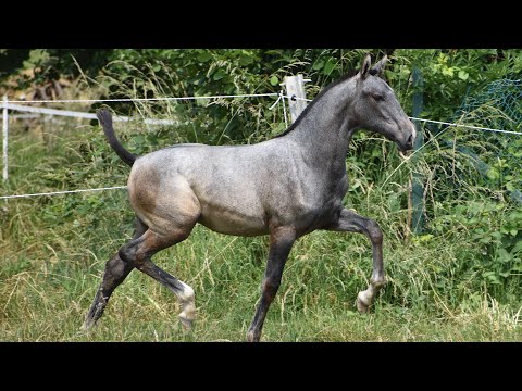 DIAMANTE DE SCUDERIA ➖ SIRED BY POETA DE SUSAETA & DOBLON-TR