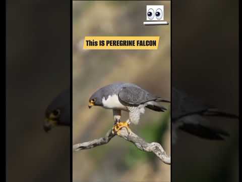 PEREGRINE FALCON SHOW TO OSPREY HOW TO DEFEND #osprey #pelicans #peregrinefalcon #birdsofprey