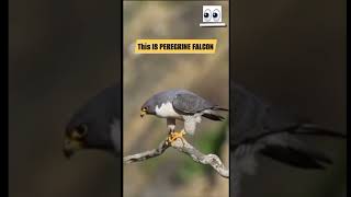 PEREGRINE FALCON SHOW TO OSPREY HOW TO DEFEND #osprey #pelicans #peregrinefalcon #birdsofprey