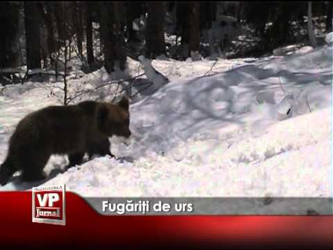 Fugăriţi de urs