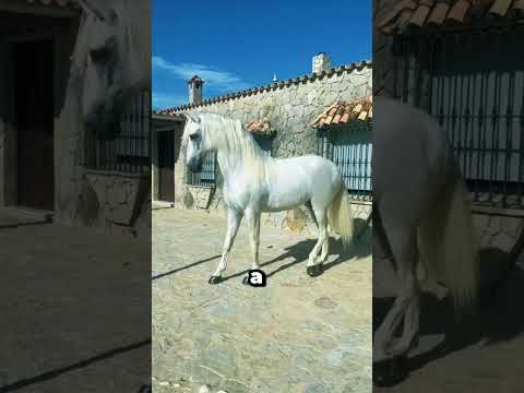 Este caballo blanco sube solo al remolque y deja a todos sin palabras
