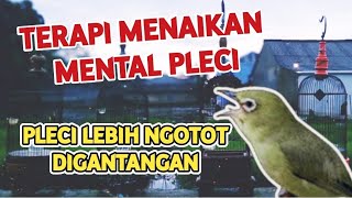 Download lagu TERAPI MENAIKAN MENTAL PLECI agar lebih Ngotot digantangan‼️Tes Mental Pleci Lomba‼️Terapi Pleci❗ mp3