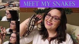 Meet All My Snakes! | From ZERO to FIVE in just 3 months!
