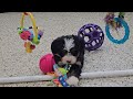 Mini Bernedoodle dogs for sale: Sabrina - Video 1