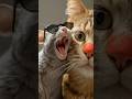 Gray Mouse And Orange Cat Orangecat Adorablecats Mouse Cat Funnycomedy