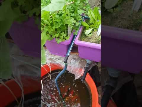 نظام الساندبونيك system sandponics