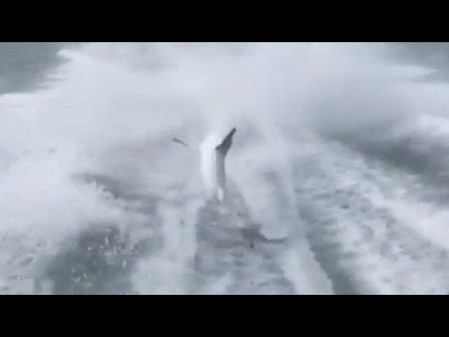 Horrific video of motor boat dragging shark sparks investigation