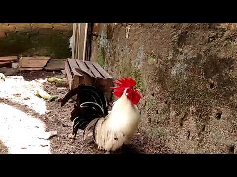 CANTO DO GARNIZÉ NAGASAKI /CHABO