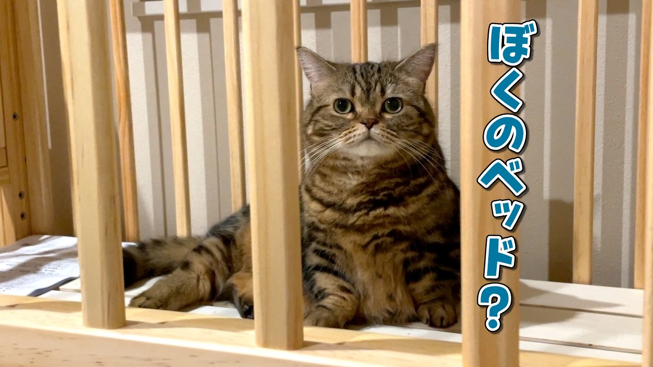 ベビーベッドを組み立てたら赤ちゃん気分の愛猫が早速使い始めました！