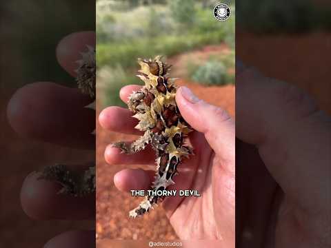Thorny Devil 🦎 SPIKY Lizard with 2 HEADS!