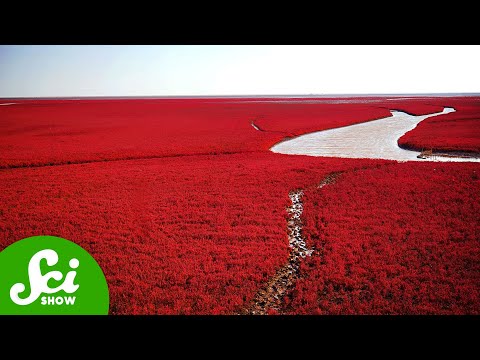 這不是特效！中國這片「鮮紅海灘」正在發生奇怪的事情 (Something Weird Is Happening With This Bright Red Beach)