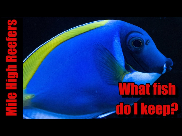 What Fish do I Keep in My Reef Tank?