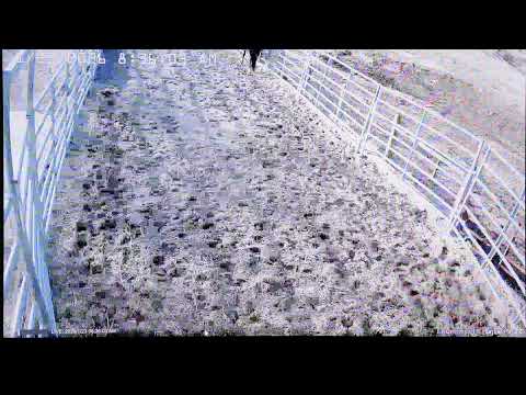 Foal Watch Live Cam - 01.22.26