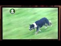 James P McGee Becca One Man And His Dog 2008