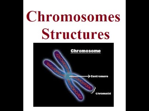Chromosomes Autosomes vs  Sex Chromosomes | 2024
