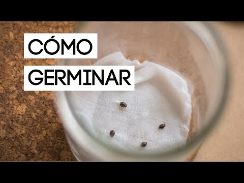 , title : 'Cómo germinar semillas | Germinación de semillas de cannabis'