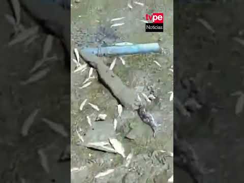 Aparecen peces varados en Parachique, Sechura