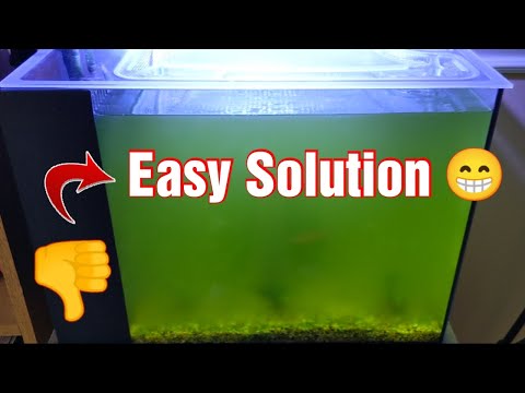 An Easy Solution for Bacterial/Algae Blooms in your Aquarium